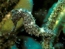 Easy Pickin's- A well camouflaged seahorse sways with the... by Laszlo Ilyes 